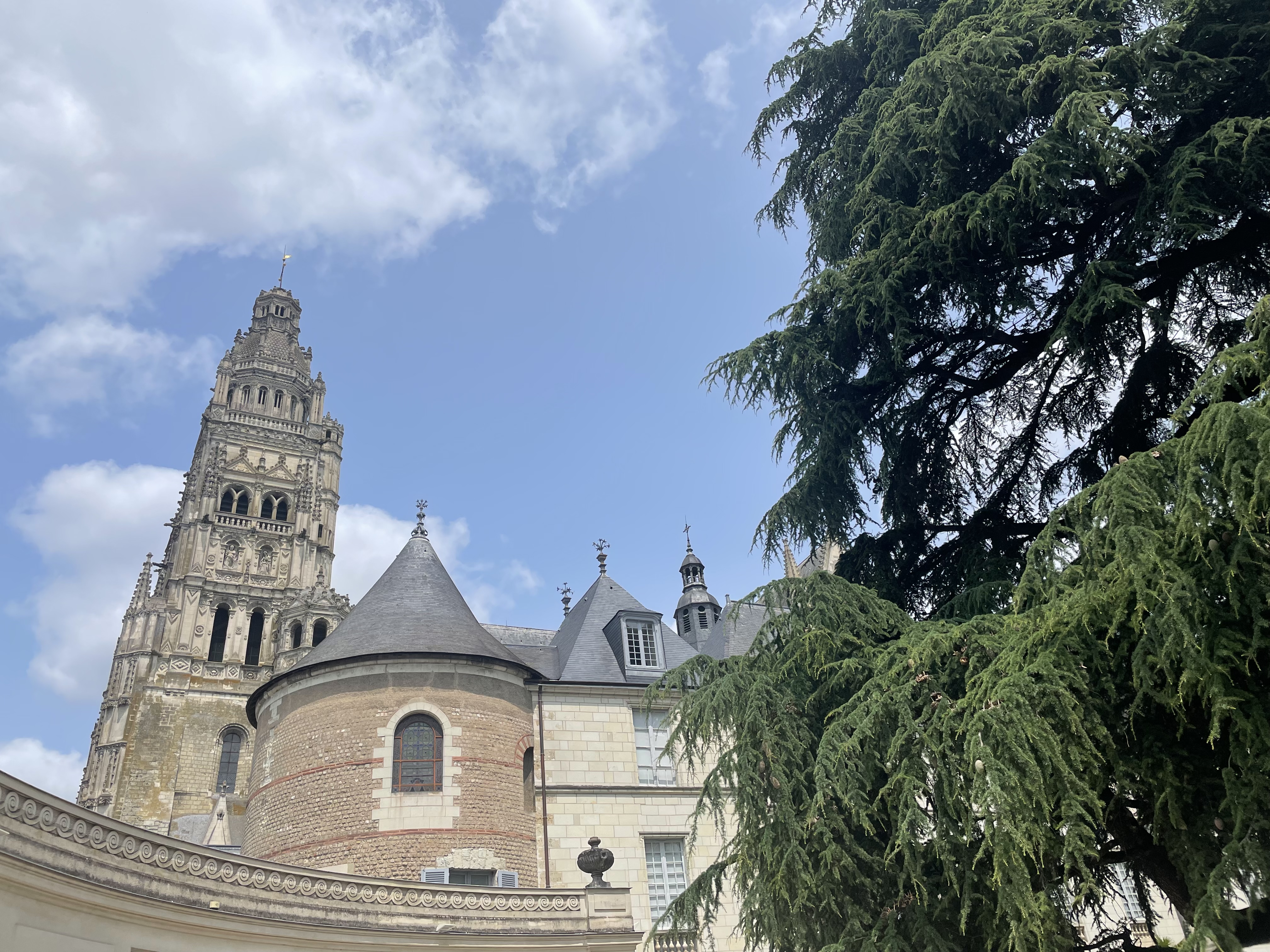 Le cèdre centenaire près de la cathédrale Saint-Gatien